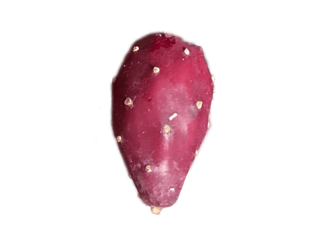 Prickly Pear Fruit for Hard Cider