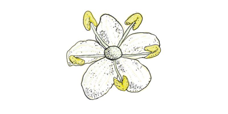 Elderflower Cider