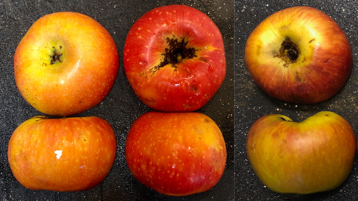 Apples of Unknown Origin