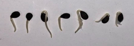 Example of Sprouted Apple Seeds