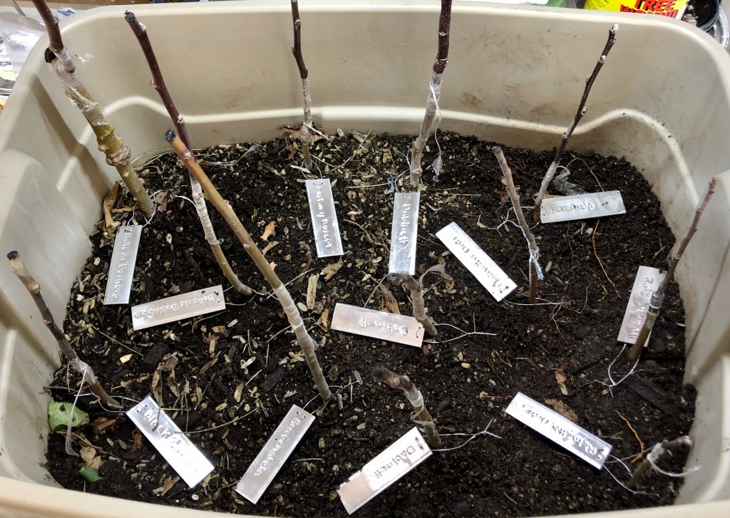 Grafts of Cider and Heirloom Apples