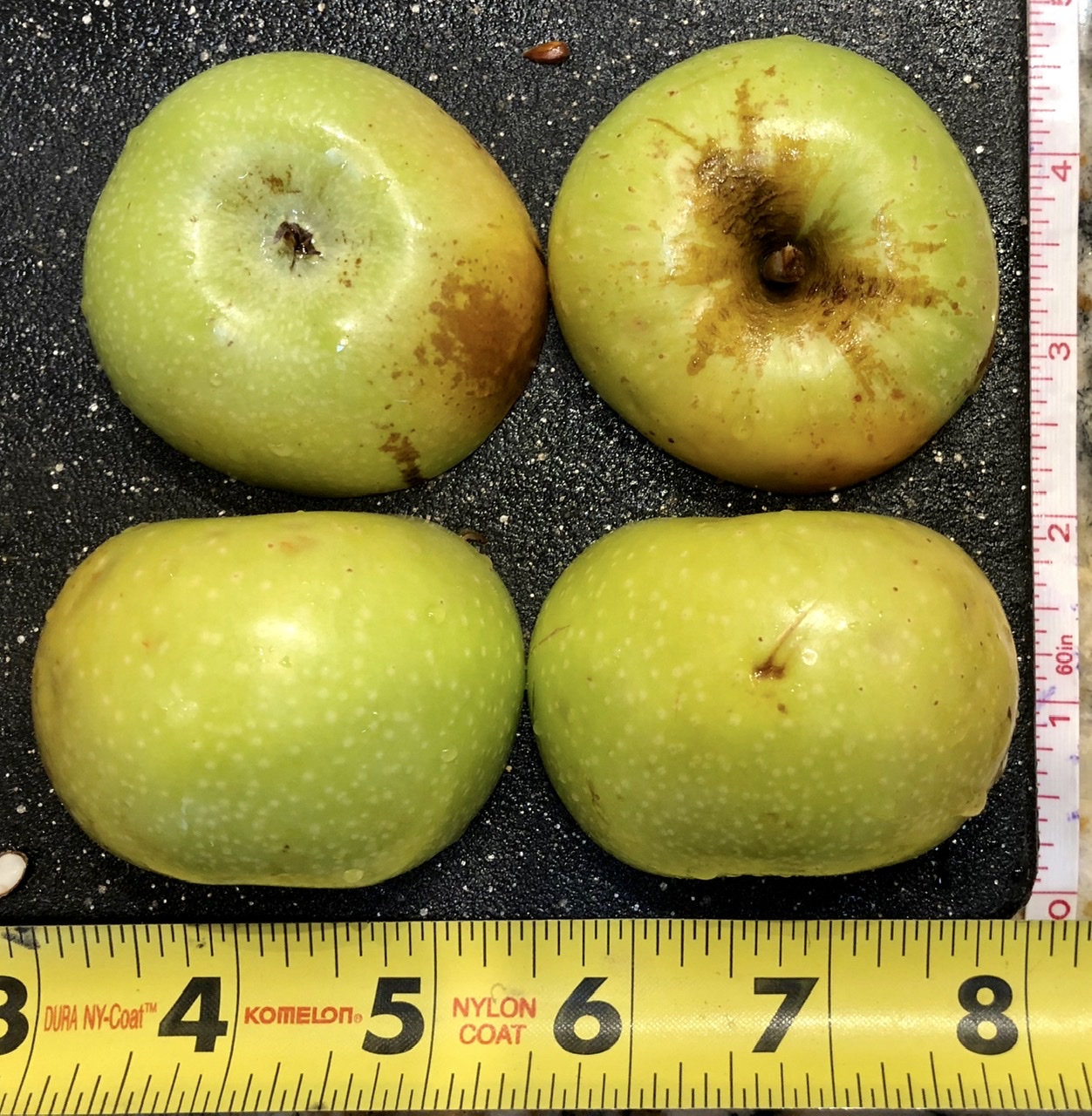 Heirloom Apple: Newtown Pippin