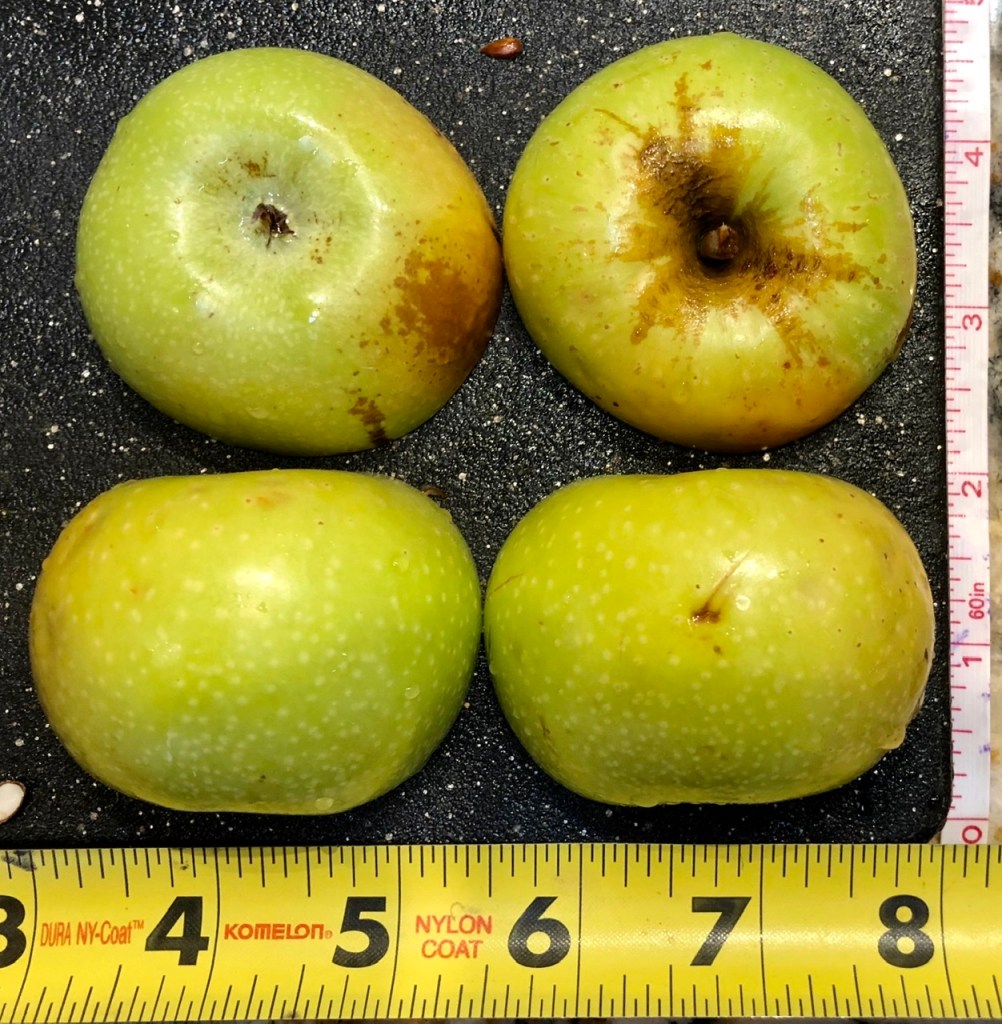 Heirloom Apple: Newtown Pippin