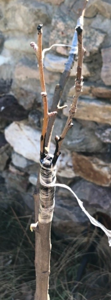 Grafting the large leader using a cleft graft.