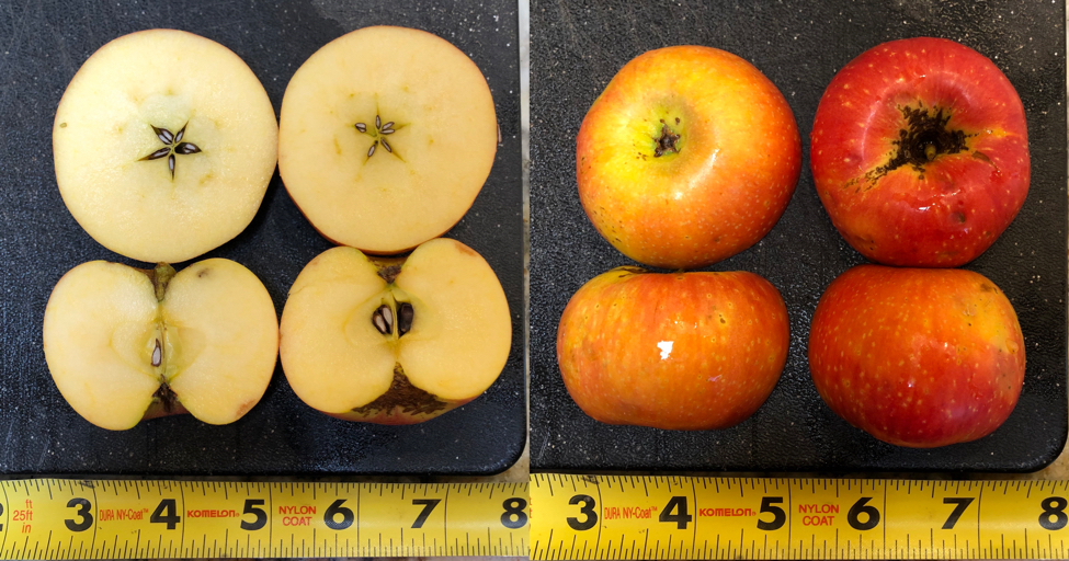 Super Yellow: An Apple of a Unknown Origin
