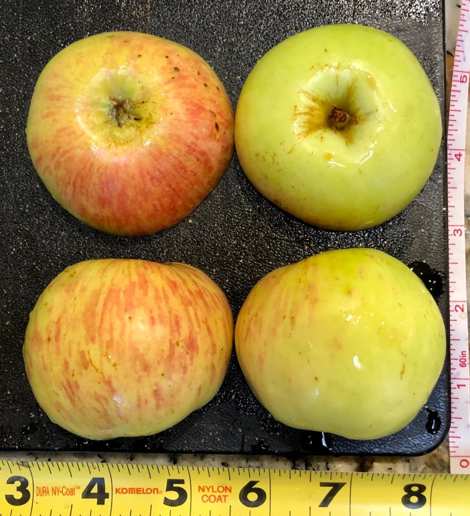 Heirloom Apple: Gravenstein