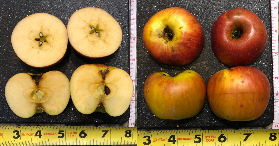 Red Rootstock: An Apple of Unknown Origin