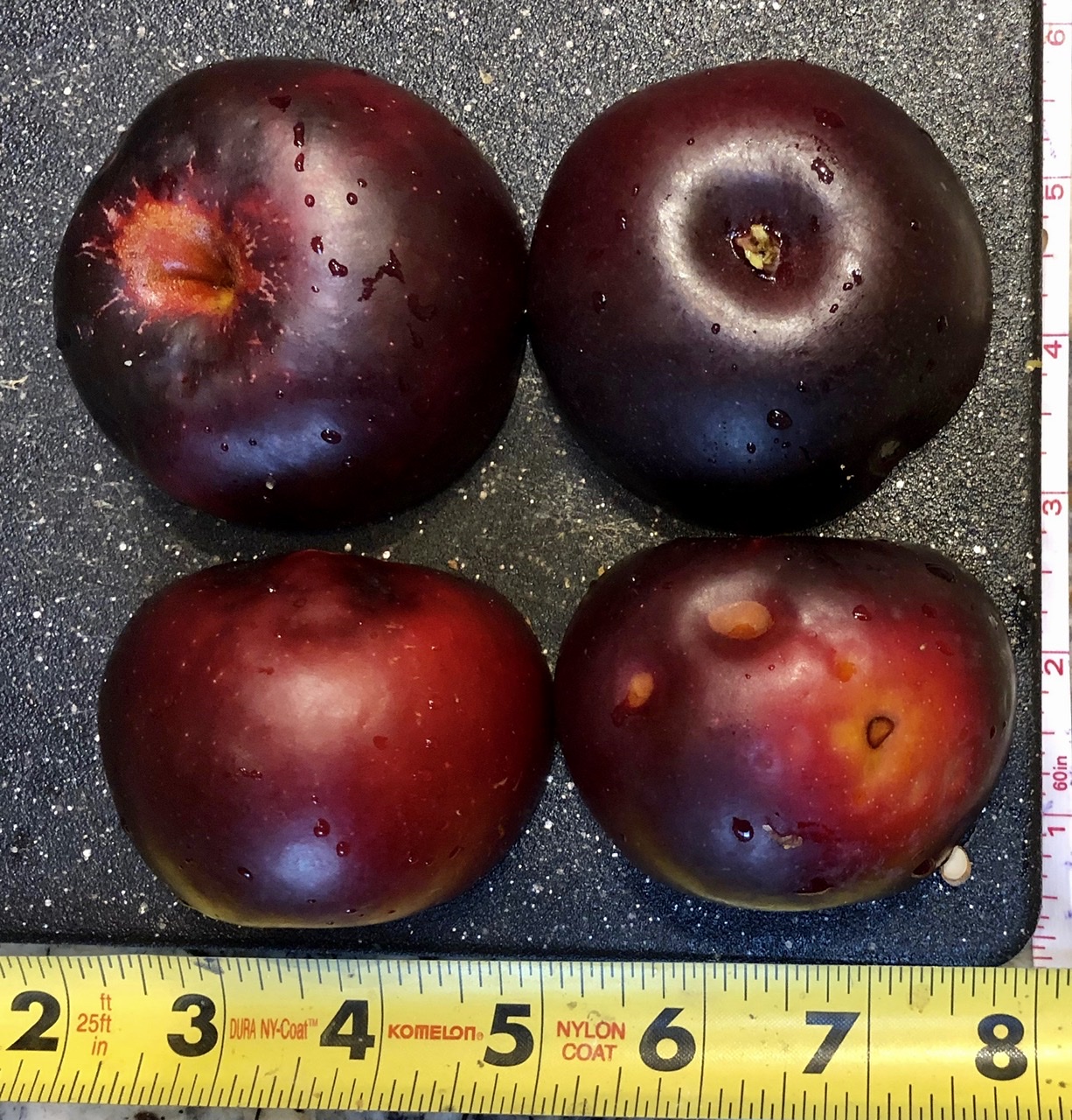 Heirloom Apple: Arkansas Black
