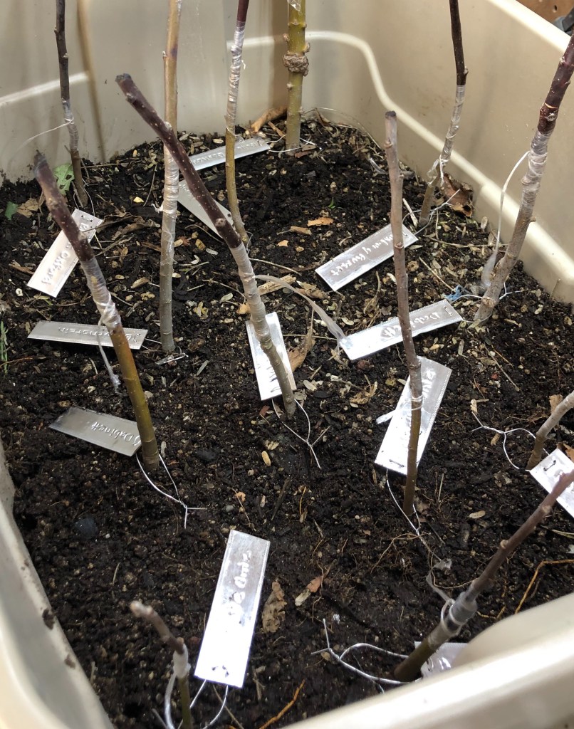 Grafted Cider and heirloom apples.