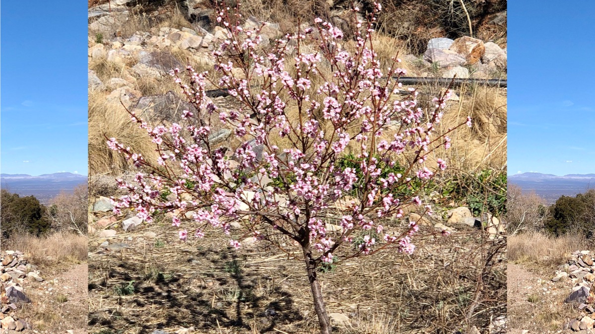 A Day at the Orchard:&nbsp;Grafting