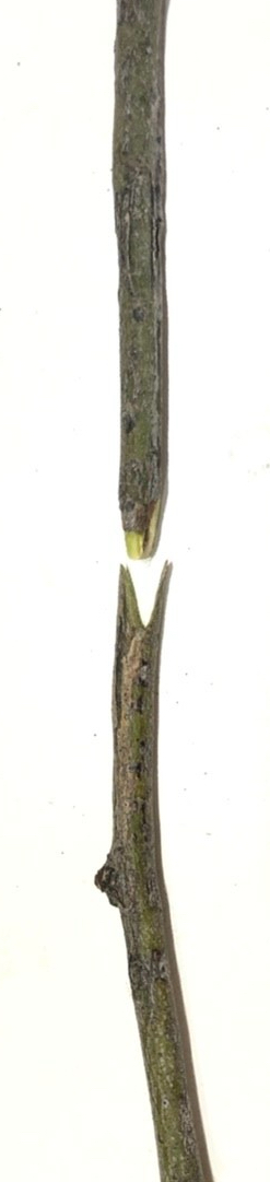 Grafting Tool Cuts: Similar diameters