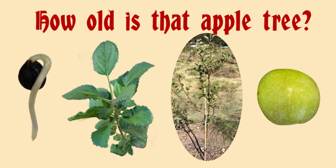 Apple Tree Age