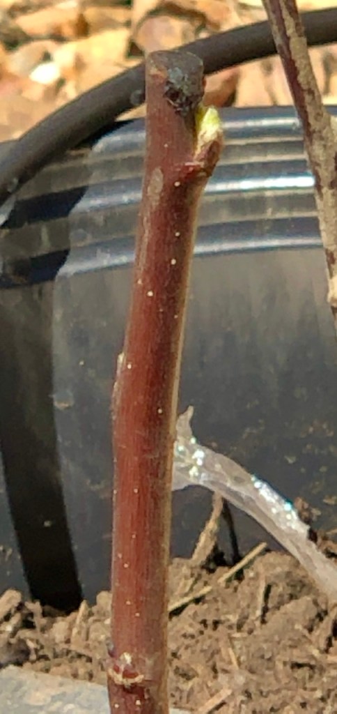 Reinstate Ontz Graft