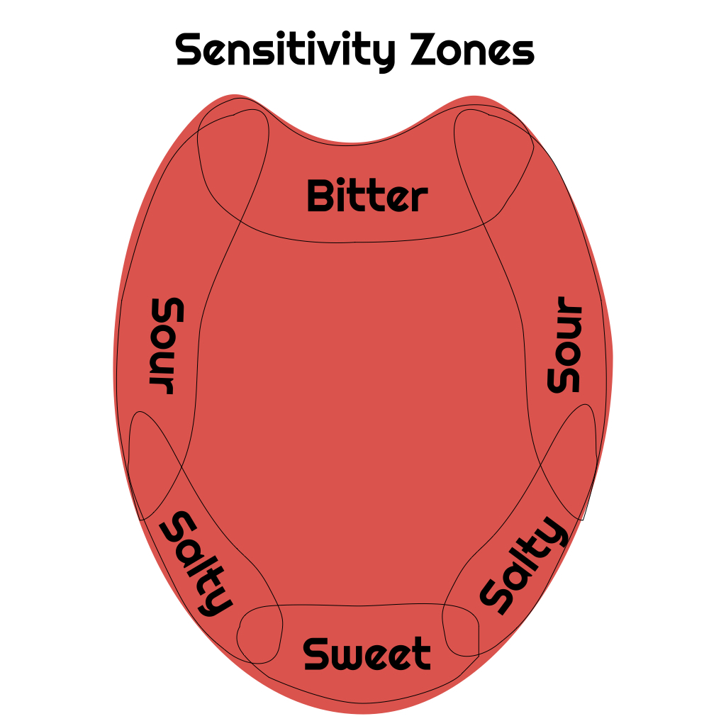 Sensitivity Zones: Areas of the tongue that are often more sensitive.