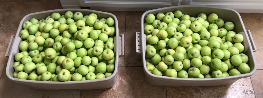 Earligold Apples: First Fruits of the Season