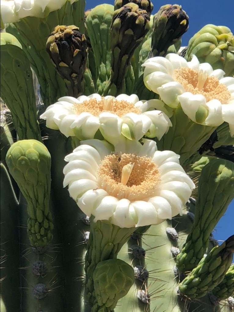 Saguaro Blossoms