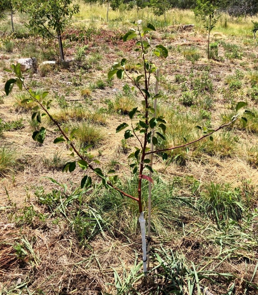 Nehou Apple Tree: French Bittersweet