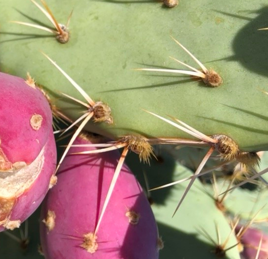 Prickly Pear Spines! Large and Hairlike Types
