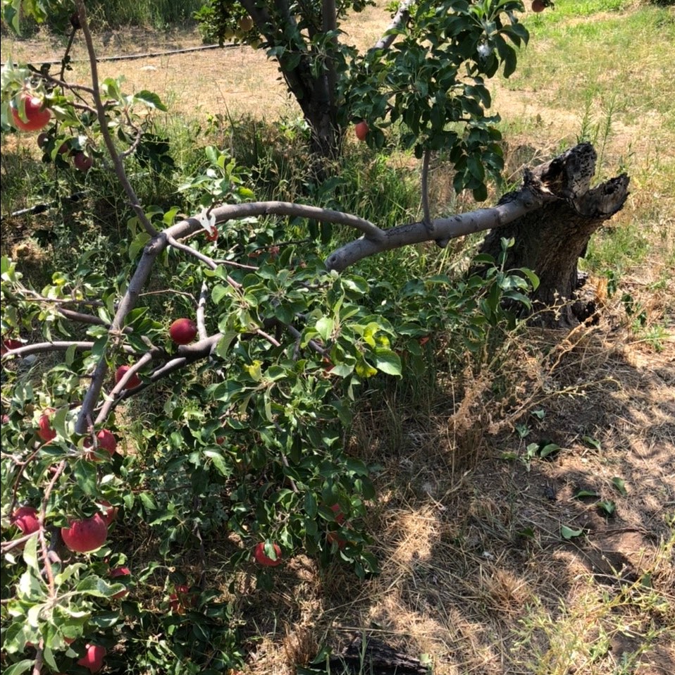 Angle Orchard: Arkansas Black Matriarch Tree is Dying