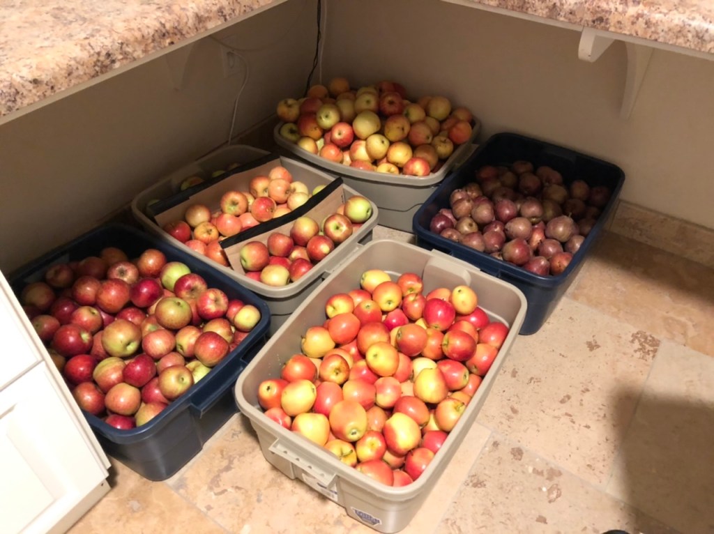 Sweating Apples at Home