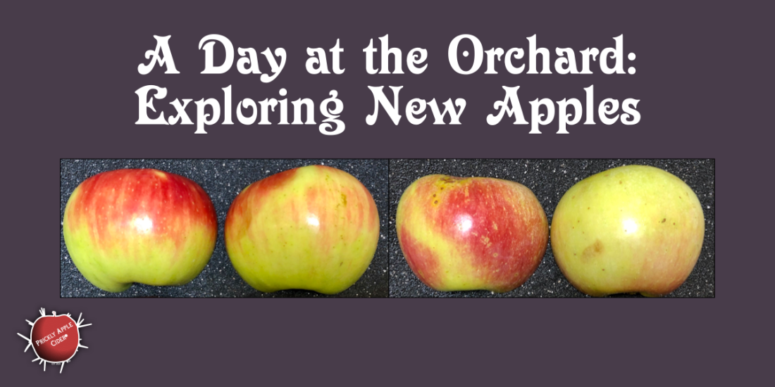 Exploring New Apple Varieties