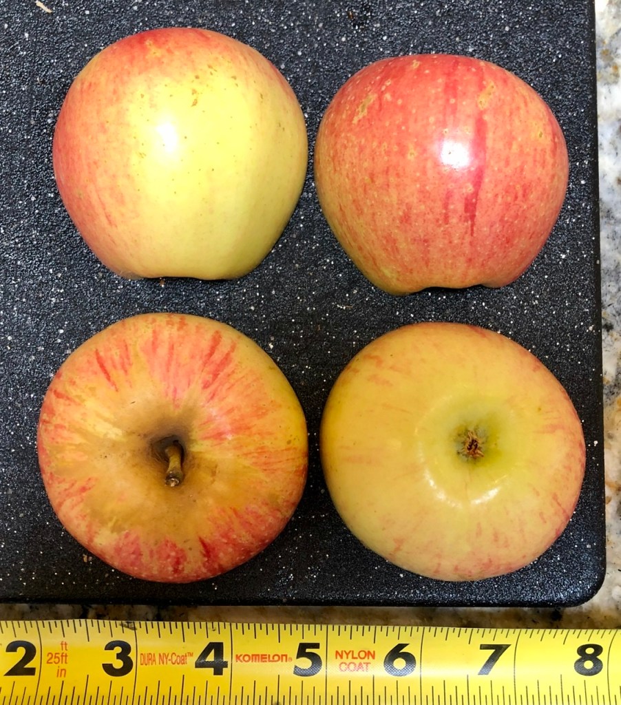 Gala Apple: Exterior