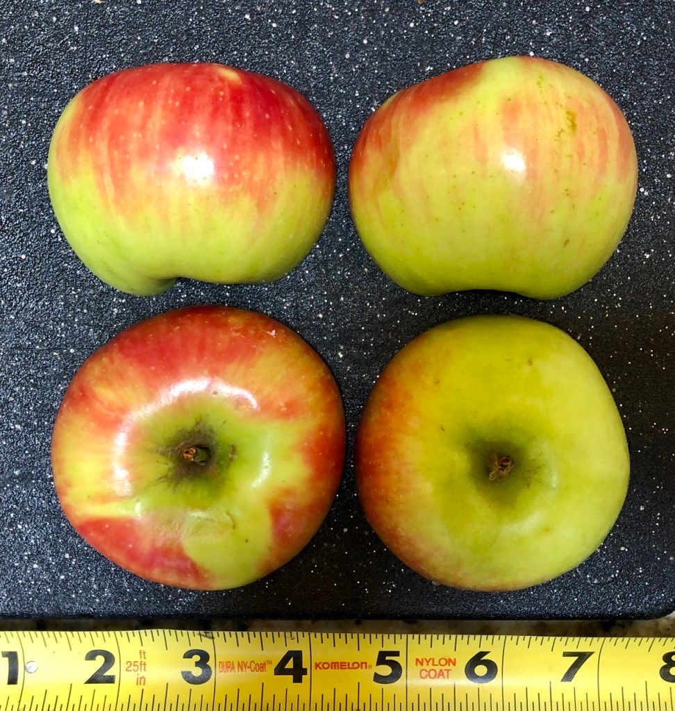 Elstar Apple: Exterior