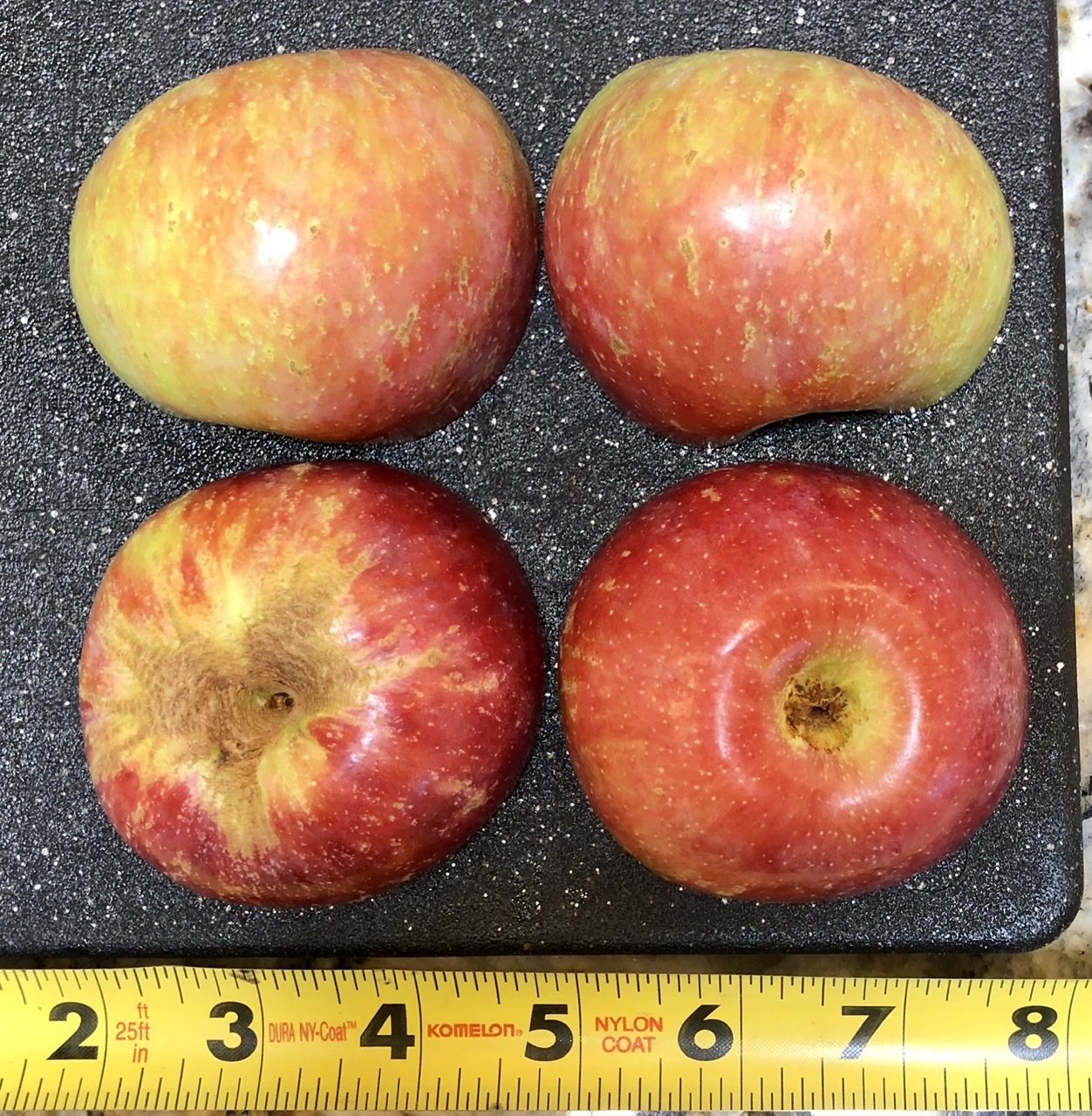 Rootstock Apple: Exterior