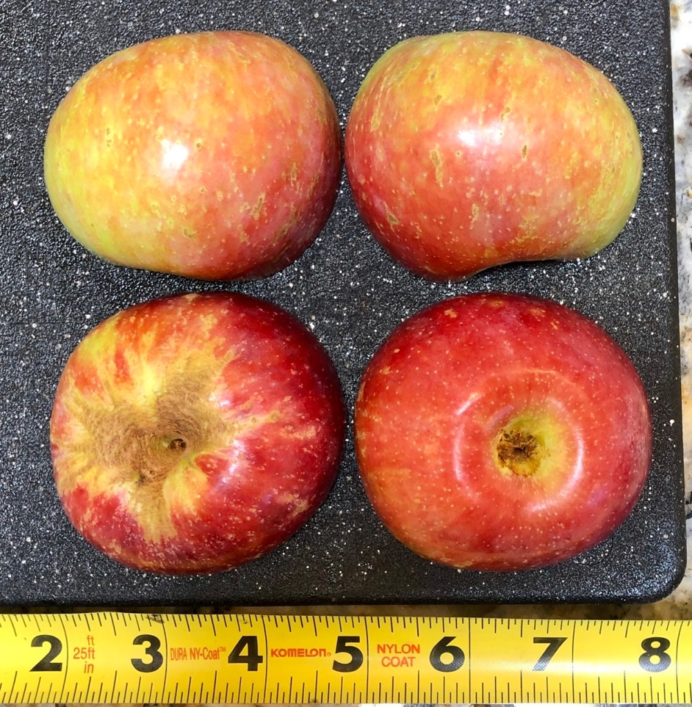 Rootstock Apple: Exterior
