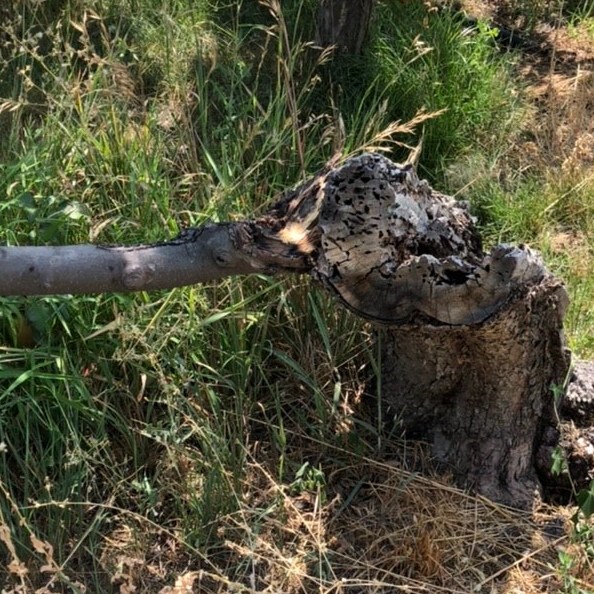 Angle Orchard: Arkansas Black Matriarch Tree is Dying