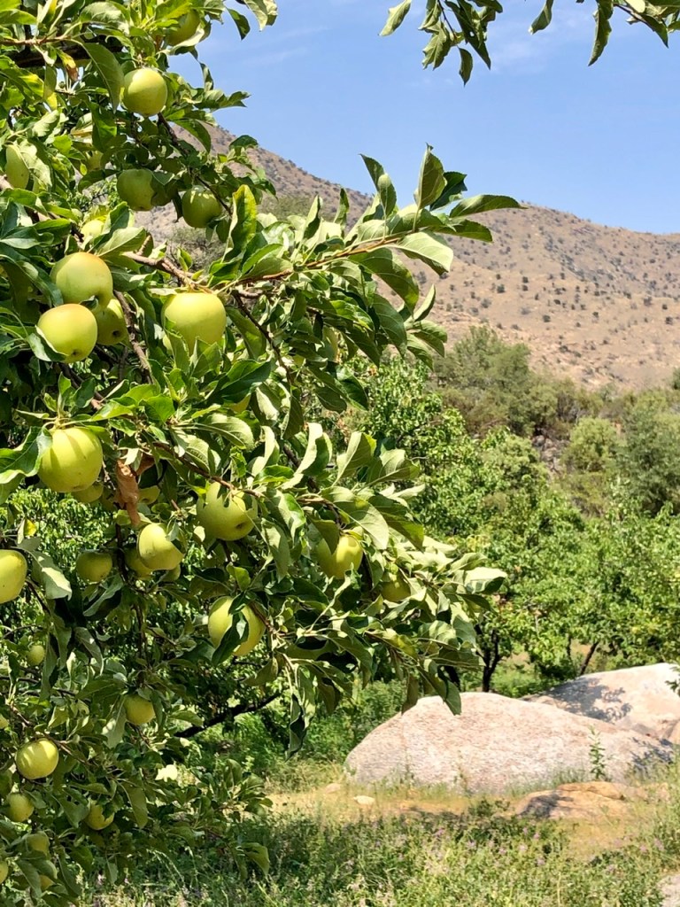 Angle Orchard: Safford Arizona