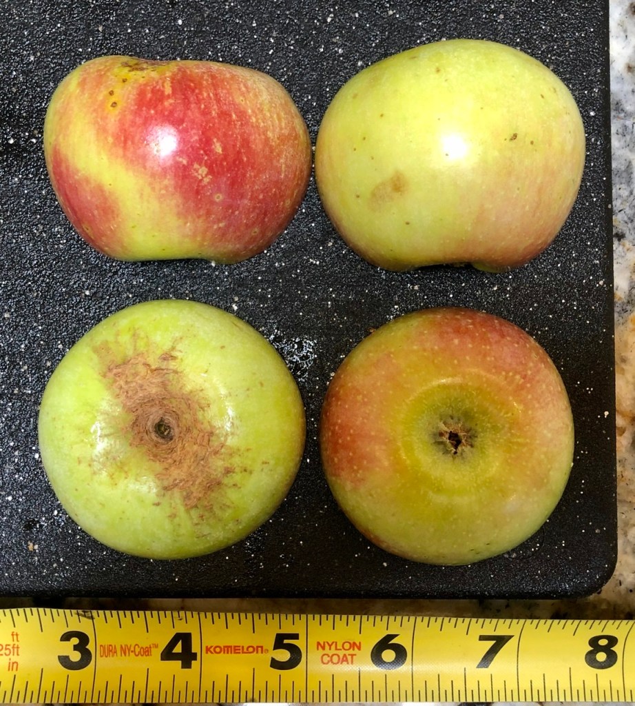 Akane Apple: Exterior