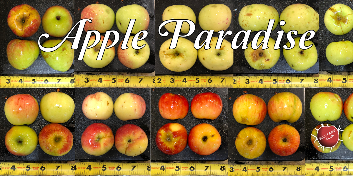 A Day at the Orchard: Apple&nbsp;Paradise