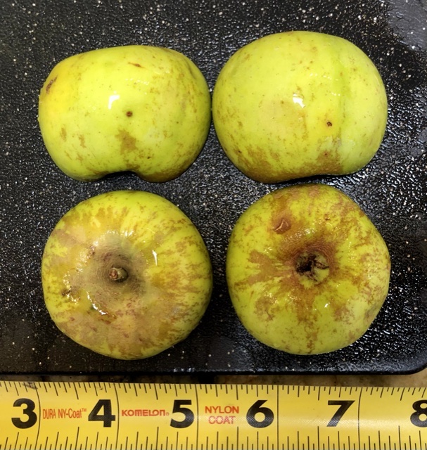 Roxbury Russet