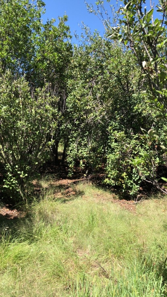 Apple Trees Everywhere