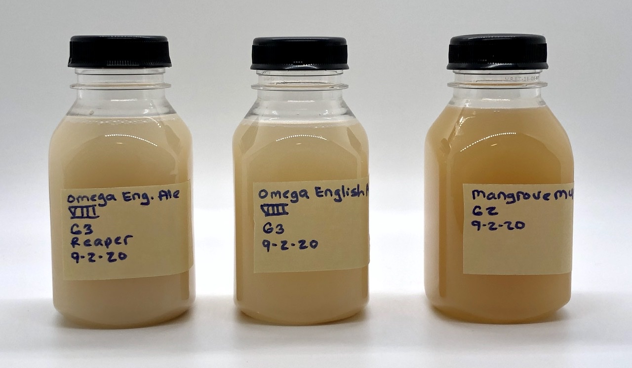 Harvested Yeast