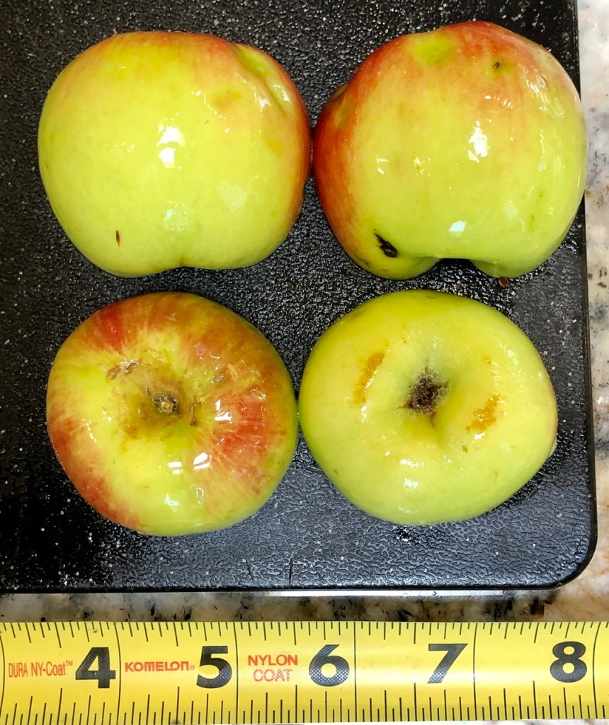 Smokey Mountain Limbertwig