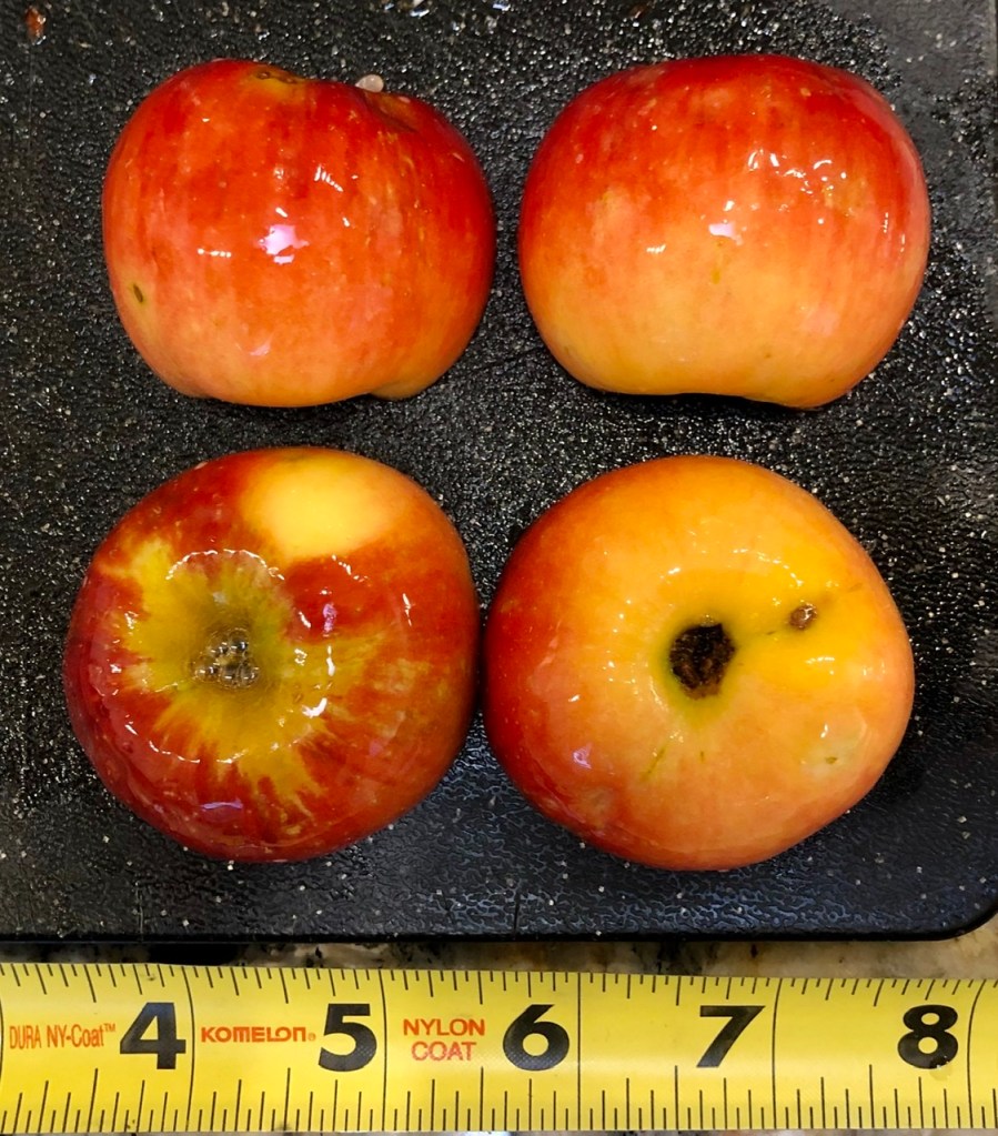 Co-op#33 - Pixie Crunch