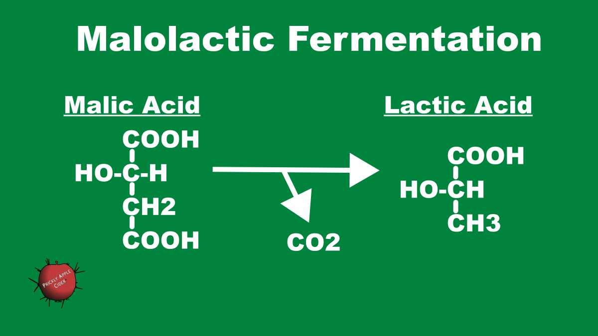 Hard Cider Tip #28: Malolactic&nbsp;Fermentation