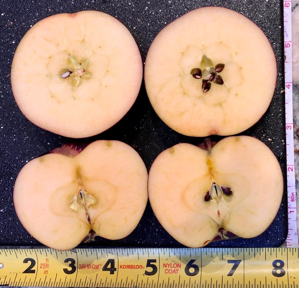 Arkansas Black Interior