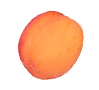 Apricot