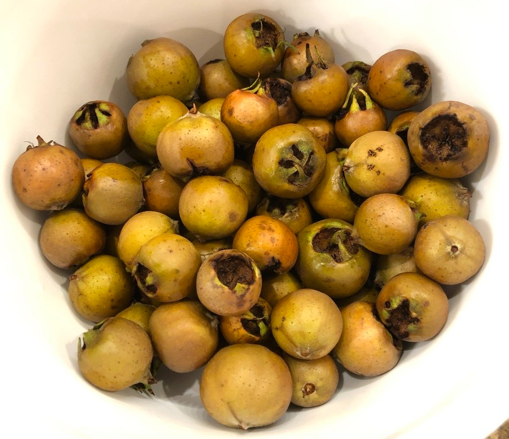 Medlars