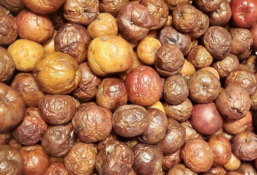 Apples after being frozen and thawed (photo by Landis Bobandis Odell)
