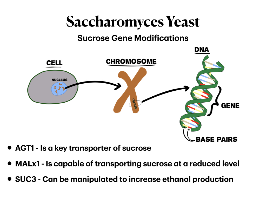 Modifying genes in yeast can impact how it processes sucrose.