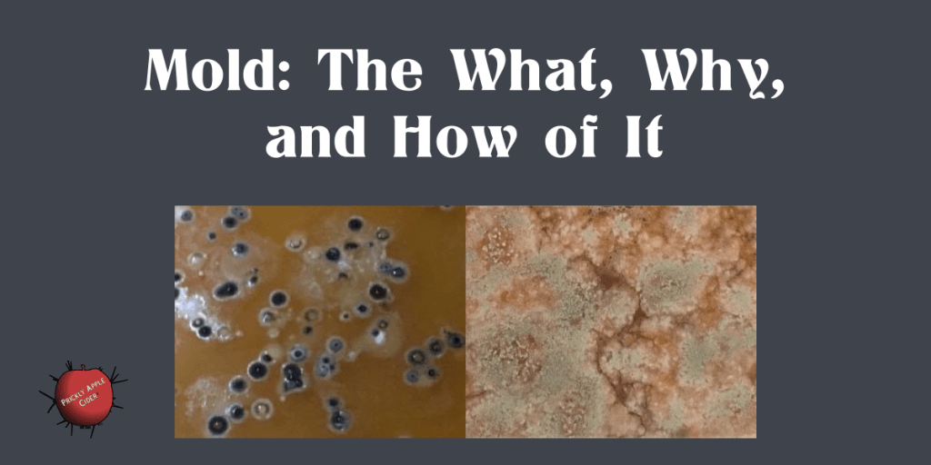 Mold: The What, Why, and How of&nbsp;It.