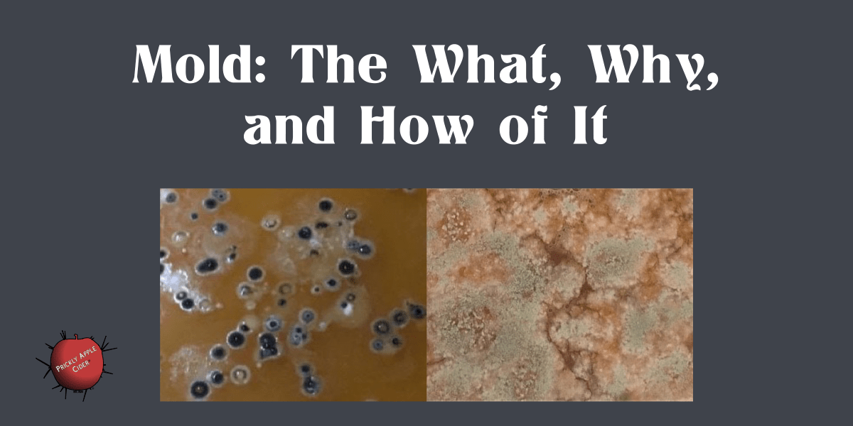 Mold: The What, Why, and How of&nbsp;It.