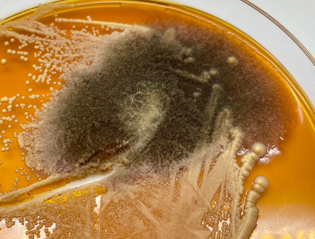 Yeast versus Mold: Yeast is the smooth white and mold is the fuzzy green/black