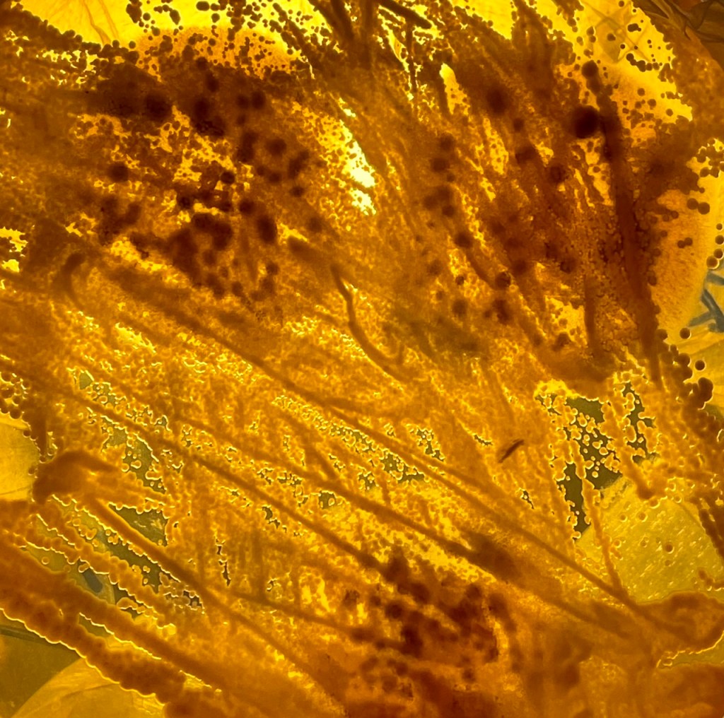 Yeast versus Mold: Yeast is the white and mold is the dark splotches.