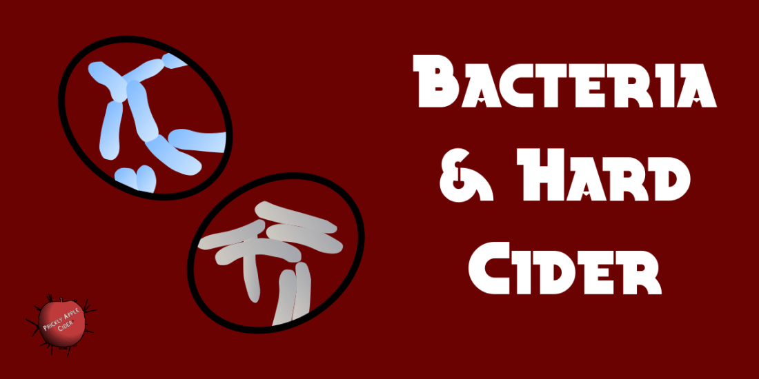 Bacteria & Hard Cider