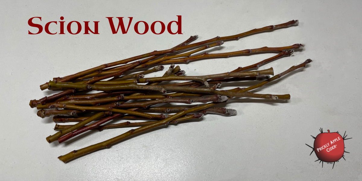 Scion Wood